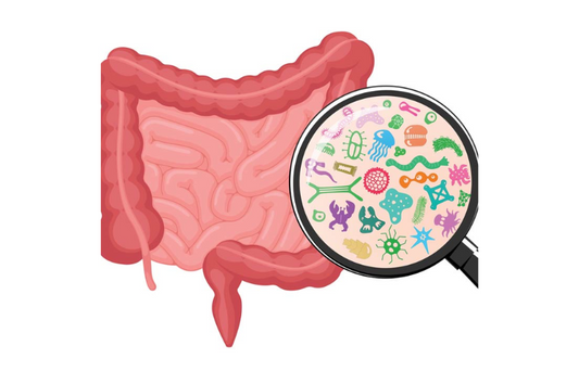 "Daily Lactobacillus casei Intake: Its Impact on Microbial Diversity and Dynamics in Healthy Children