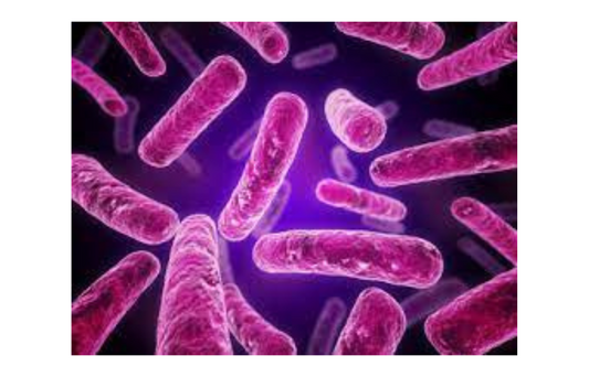 Advancing Health Through Lactobacillus rhamnosus GG: A Modern Approach to Microbial-Based Wellness