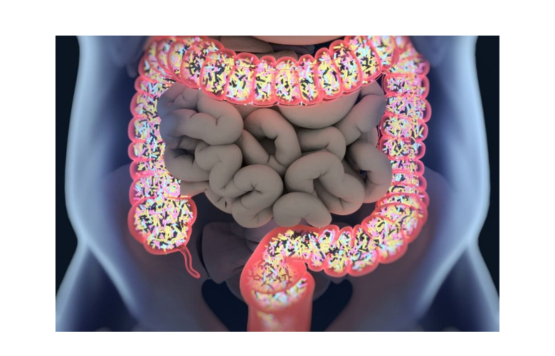 Exploring the Gut Health Benefits of Bifidobacterium animalis subsp. lactis HN019: A Comprehensive Review