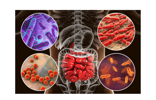 The Multifaceted Roles of Lactobacillus acidophilus in Health and Disease: Exploring Its Functional Impact