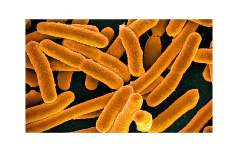 Impact of Bile Salt Hydrolase-Active Lactobacillus reuteri NCIMB 30242 on Bile Acids, FGF-19, and Sterol Absorption