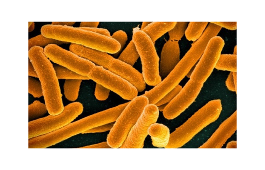 Impact of Bile Salt Hydrolase-Active Lactobacillus reuteri NCIMB 30242 on Bile Acids, FGF-19, and Sterol Absorption