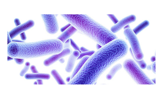 Influence of Probiotic Administration on Immune Response to Quadrivalent Inactivated Influenza Vaccine in Children and Adolescents with Type 1 Diabetes